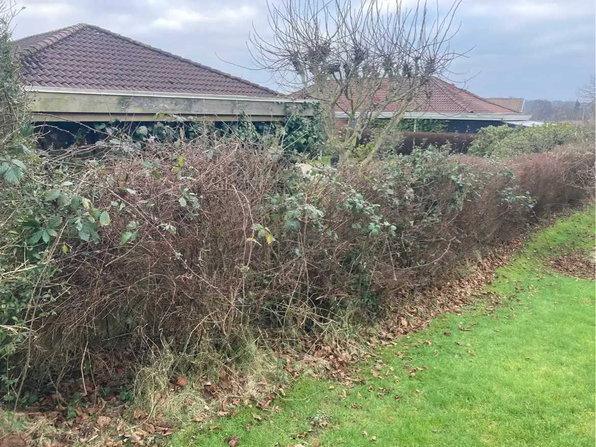 Kraftig beskæring af hæk og træer