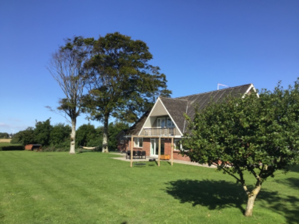 Fældning af 2 bøgetræer som står tæt ved stuehus.