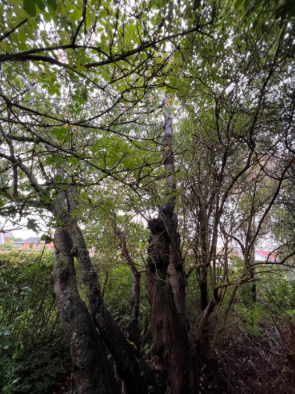 Fældning af kirsebærtræ