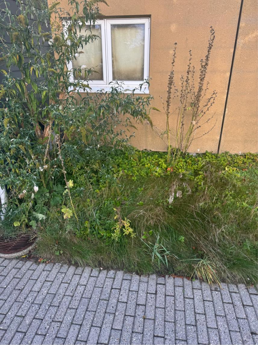 Klippet hæk, slået græs og fjerne ukrudt