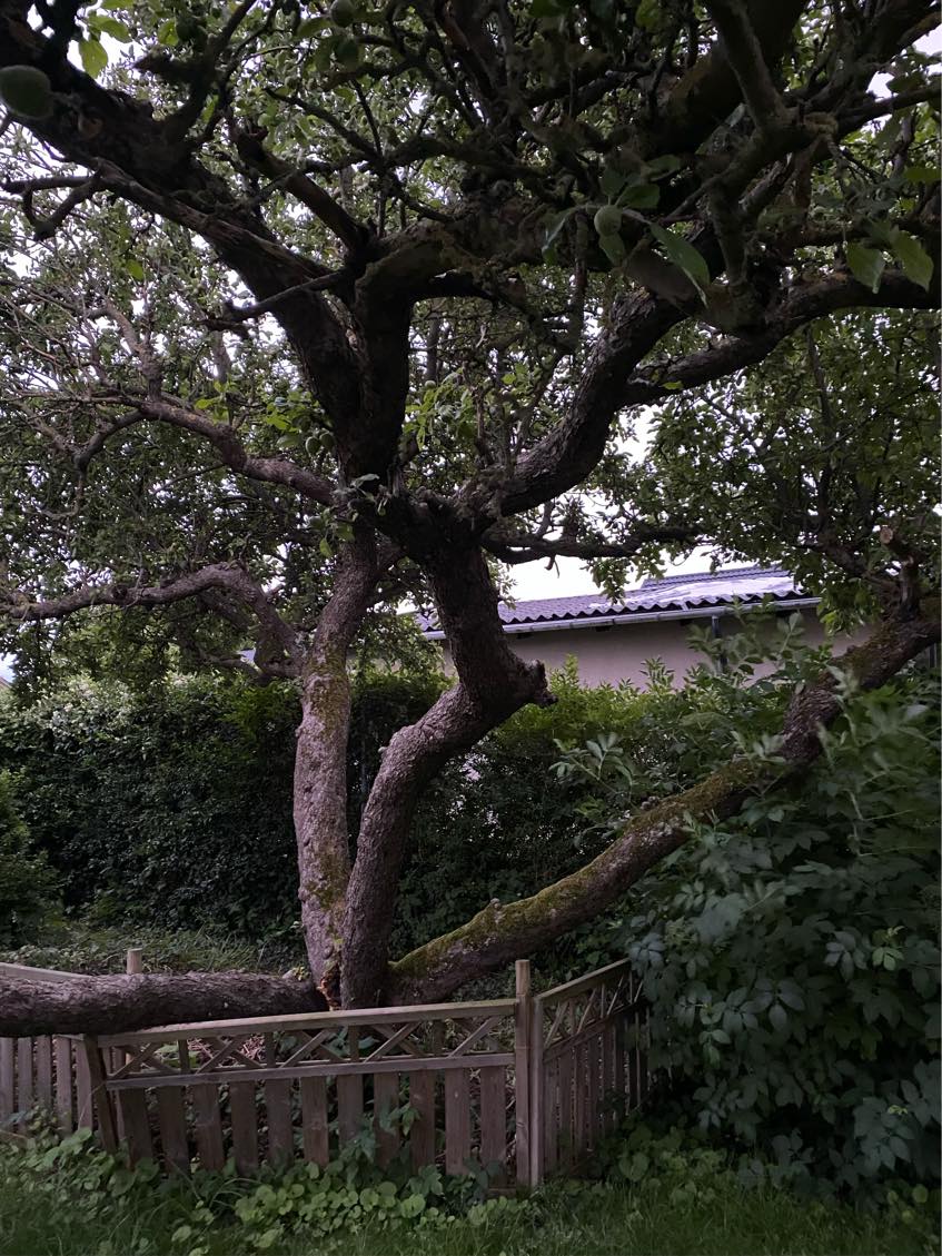 Træfældning samt bortskaffelse