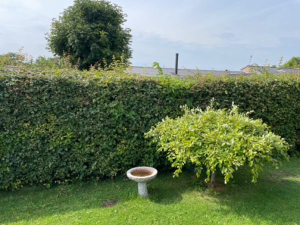 Beskærring af hæk, ikke kun klip :-)