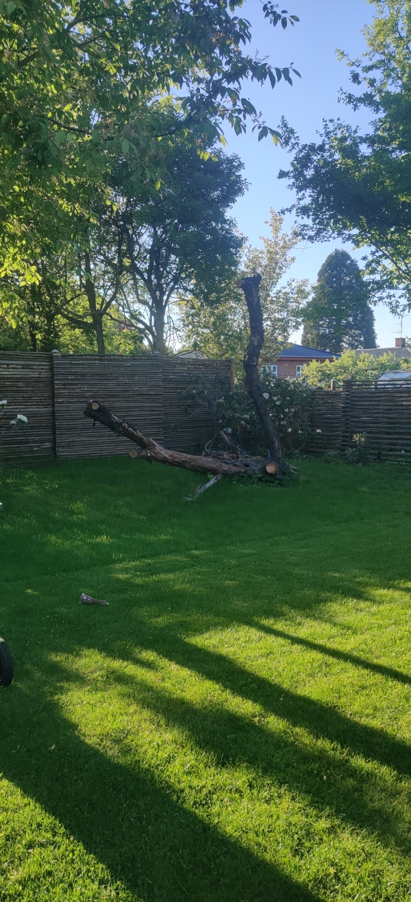 Træfældning og beskæring