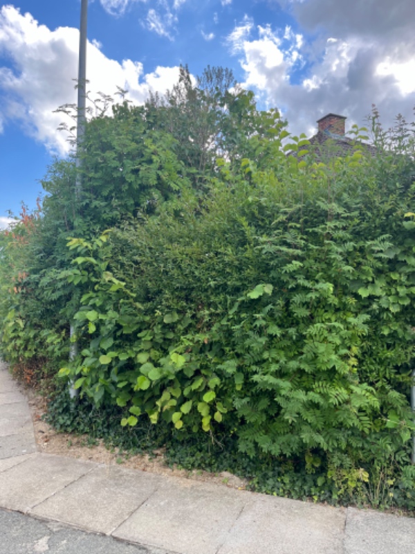 Hækklipning og bortskaffelse