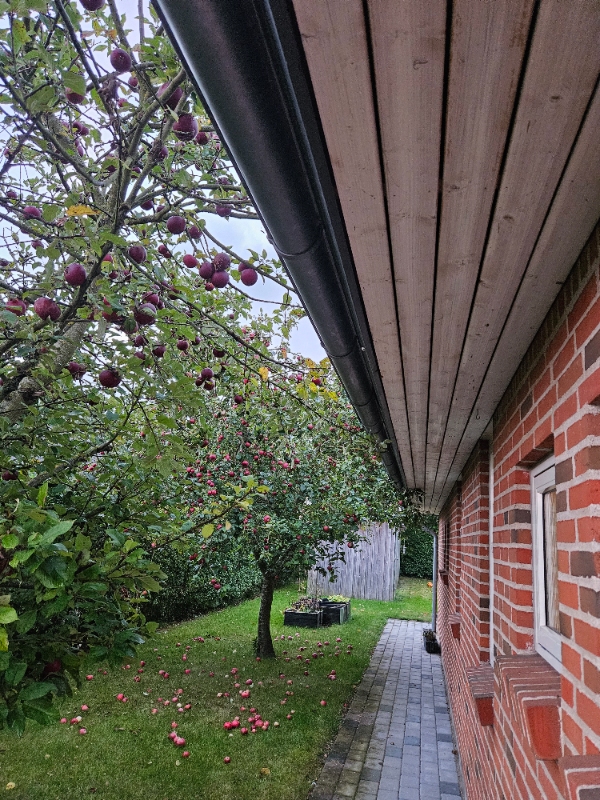 Beskæring af 5 styks træer, heraf 2 æbletræer