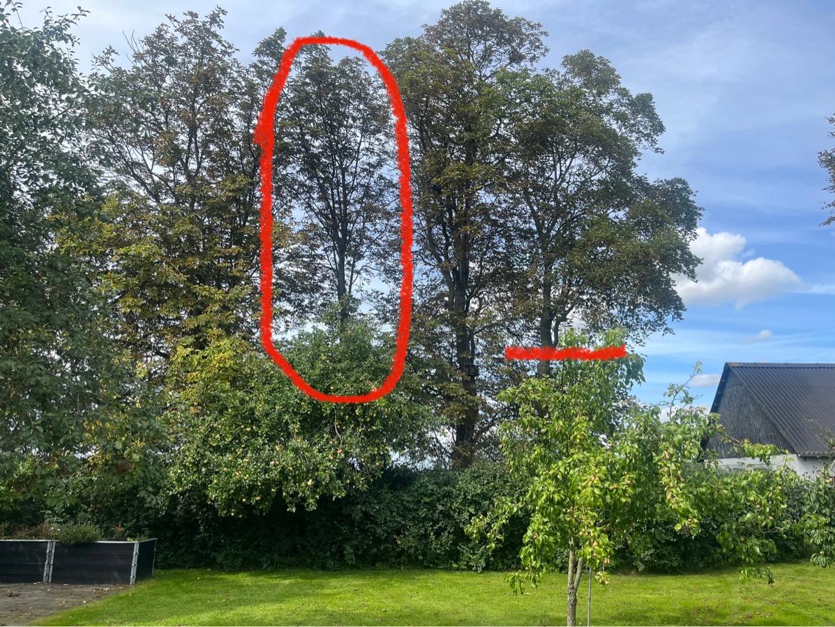 Topkapning / fældning af træer