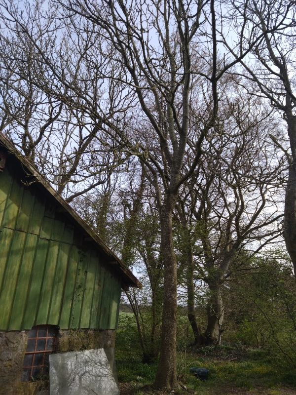 Beskæring af træer