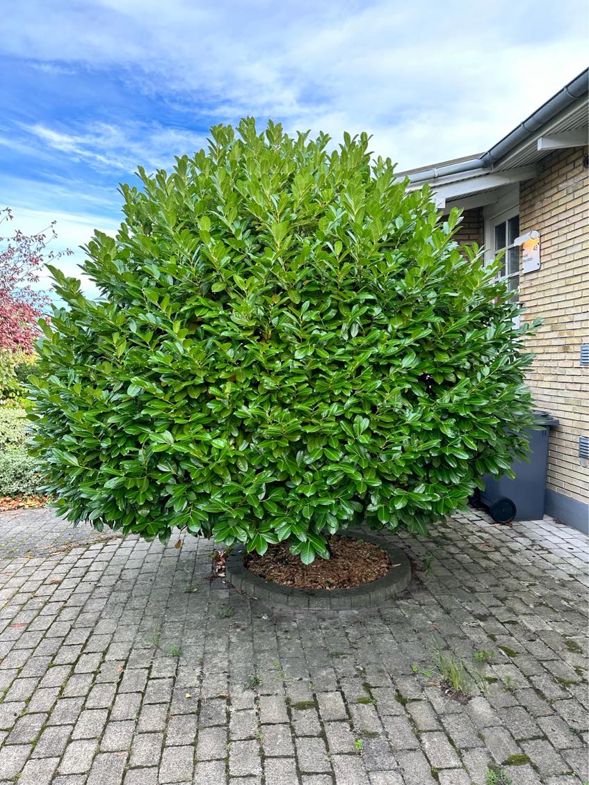 Havehjælp / beskæring af træer og buske