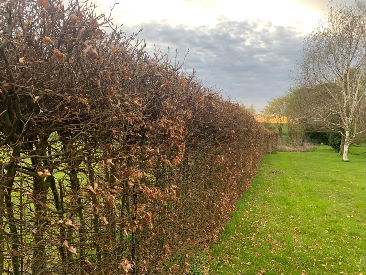 Klippet hæk 30 - 35 cm ned