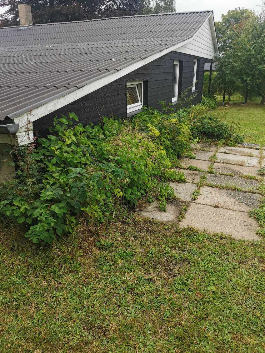 Opgravning af krat/buske