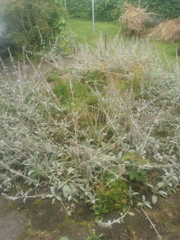 Meget havearbejde med forskellige opgaver