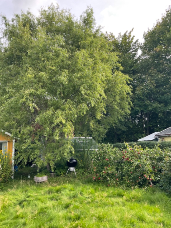 Havearbejde: Fælde træ/er, lave træfliser og ret på et æbletræ