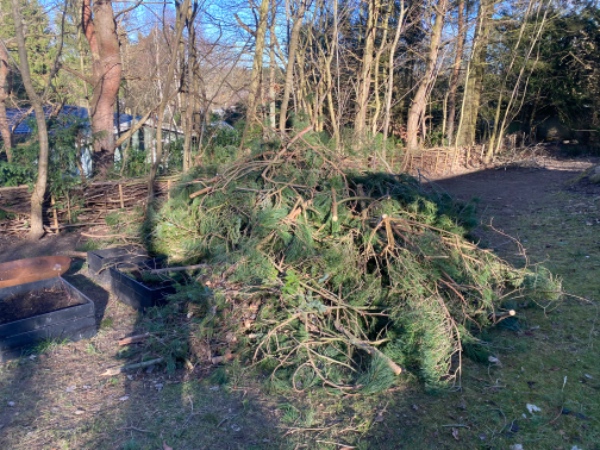Bortkørsel af haveaffald fra træfældning