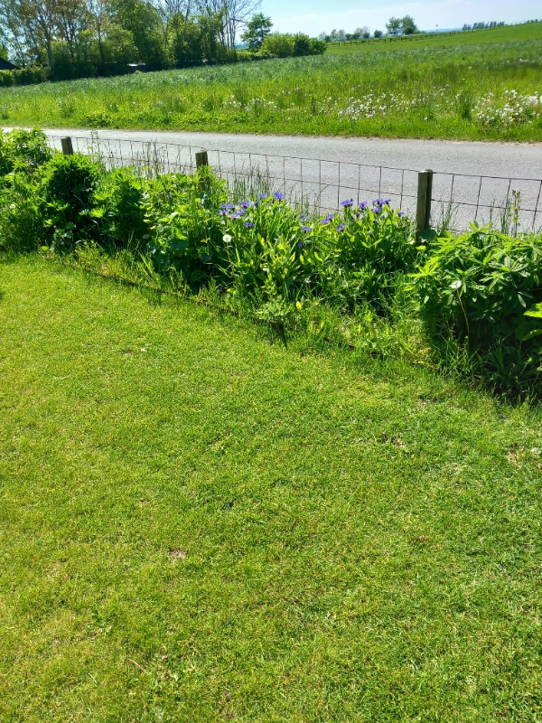 Staudebedlugning og hækklipning