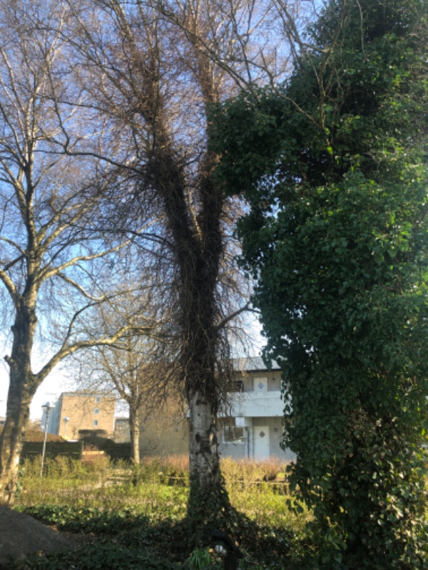 Fælde 3 stk birketræer