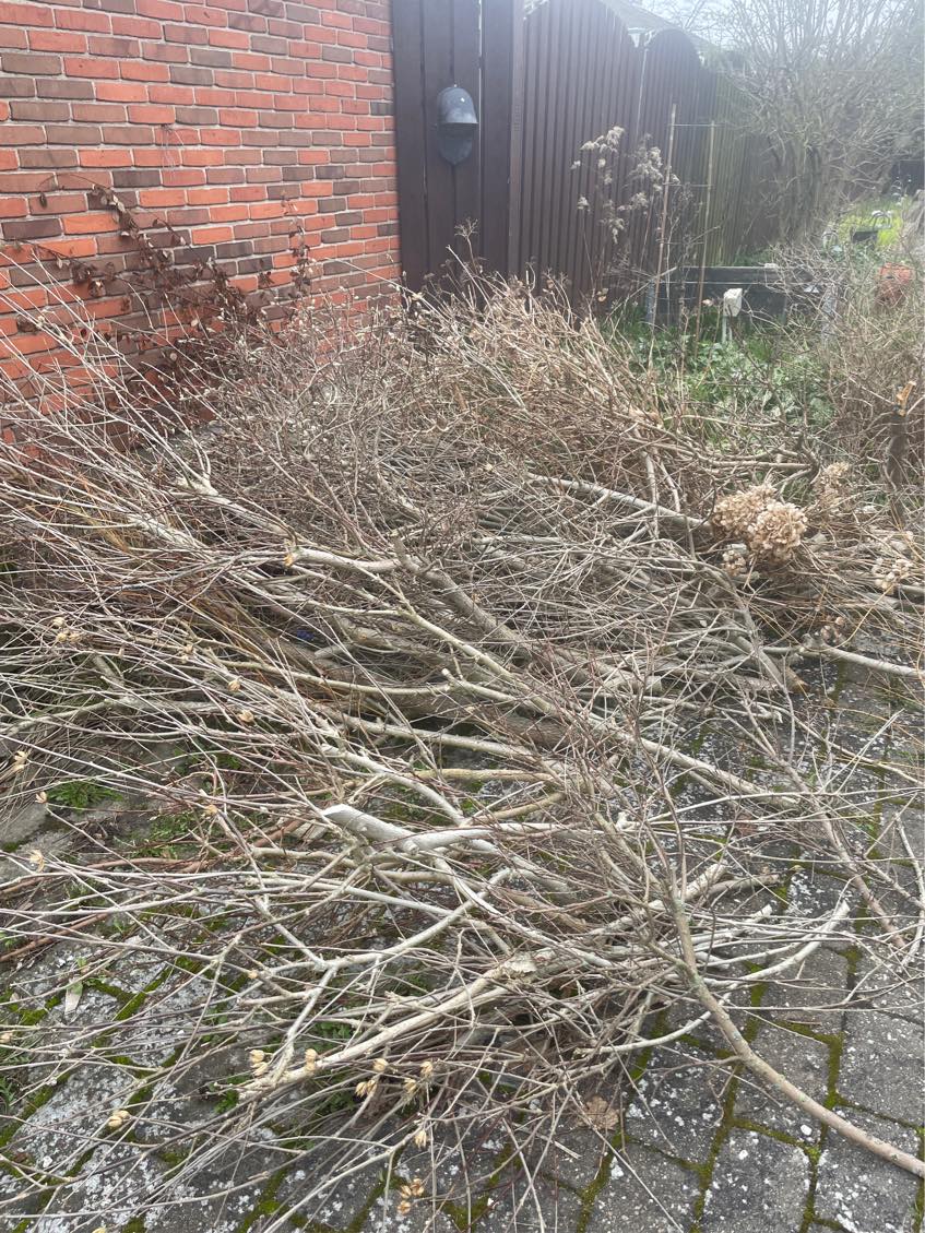 Oprydning af forhave og have