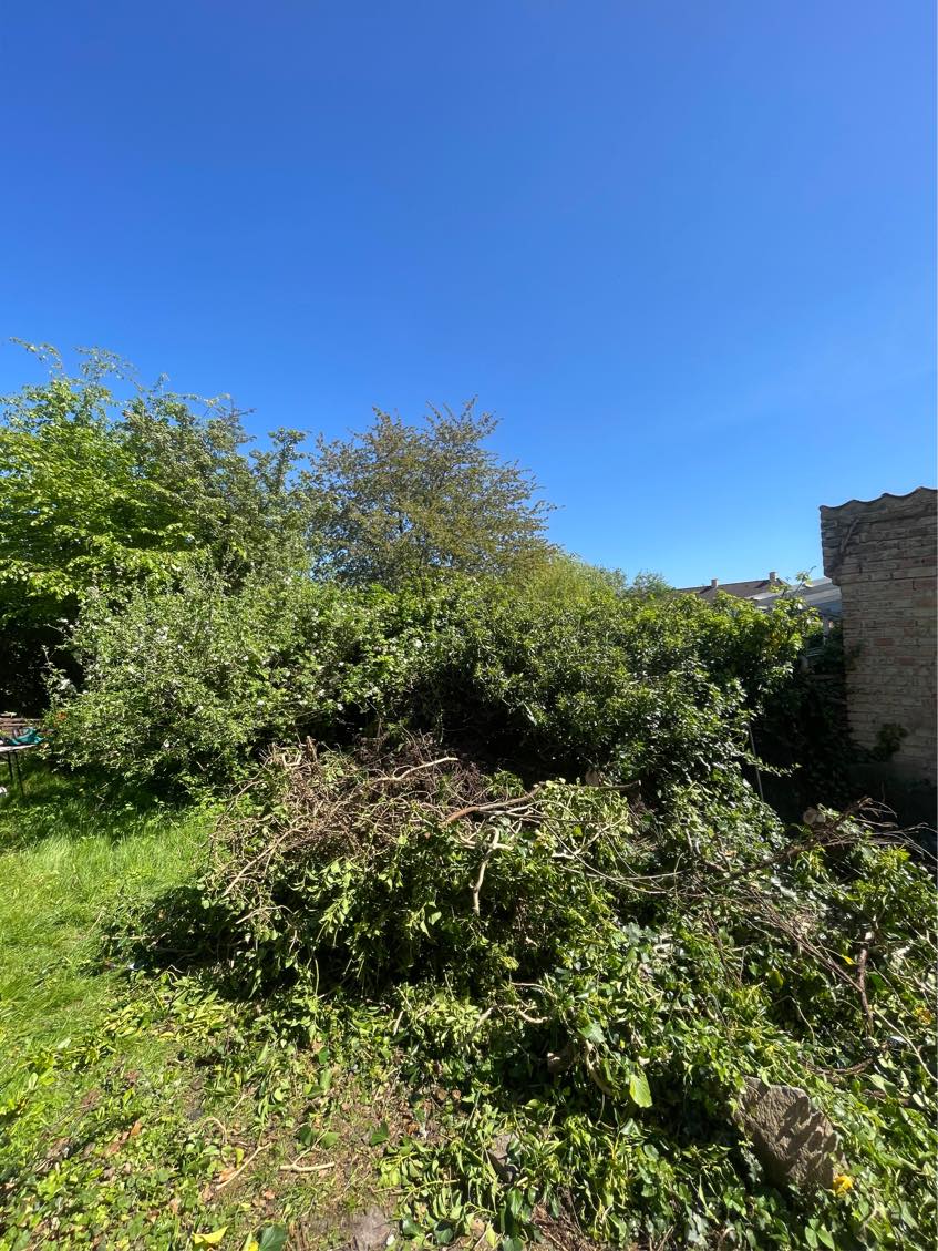 Hjælp til bortkørsel af haveaffald + lidt brædder