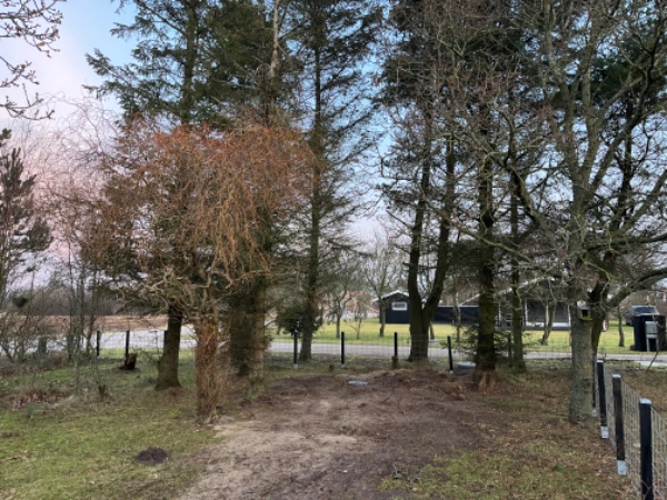 Fældning af 10 større fyr og Gran træer