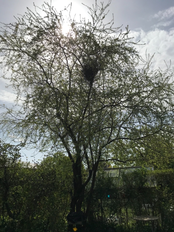 Beskæring af ferskentræ og buske