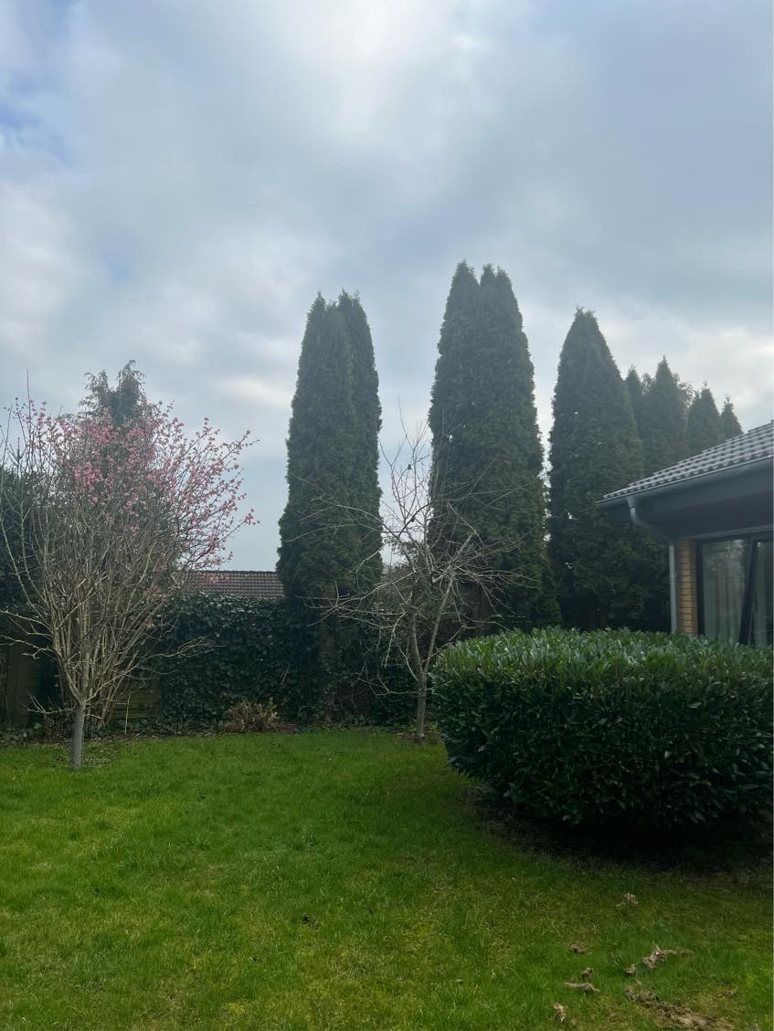 Klipning af hække, og æbletræer. Hjælp til ændring i haven