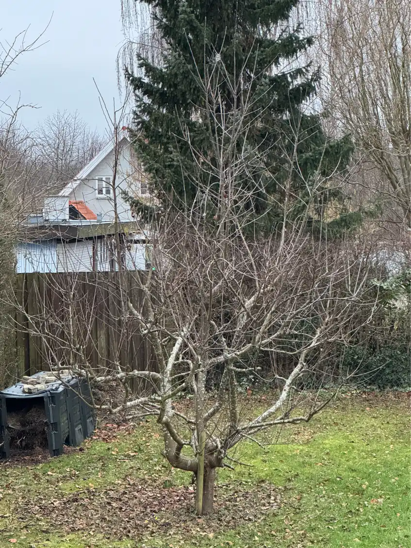 Beskæring af æbletræ