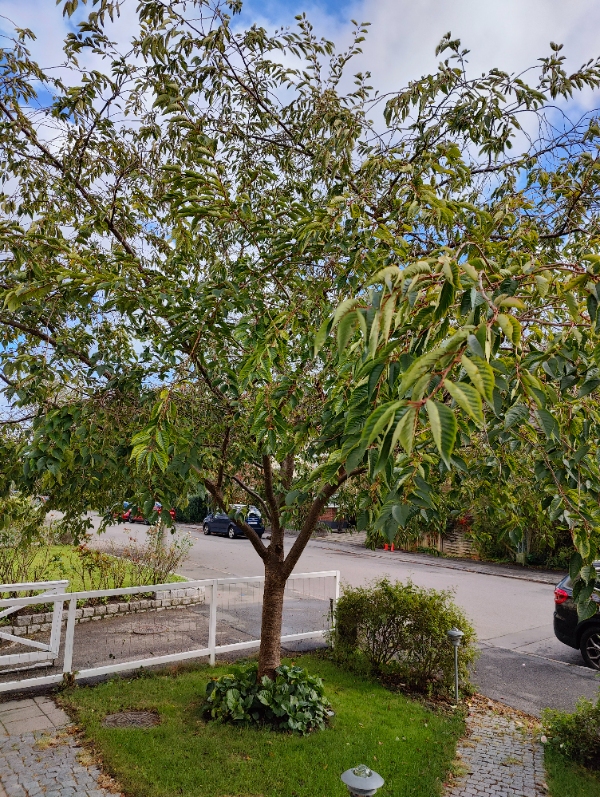 Beskæring af kirsebærtræer