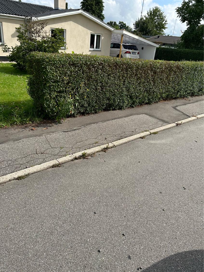 Havearbejde udkrudt i indkørsel og tisdler i hæk