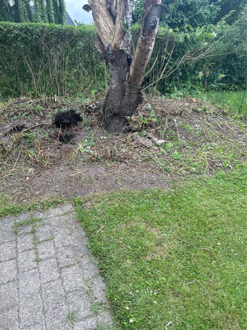 Rodfræsning af 2 stubbe