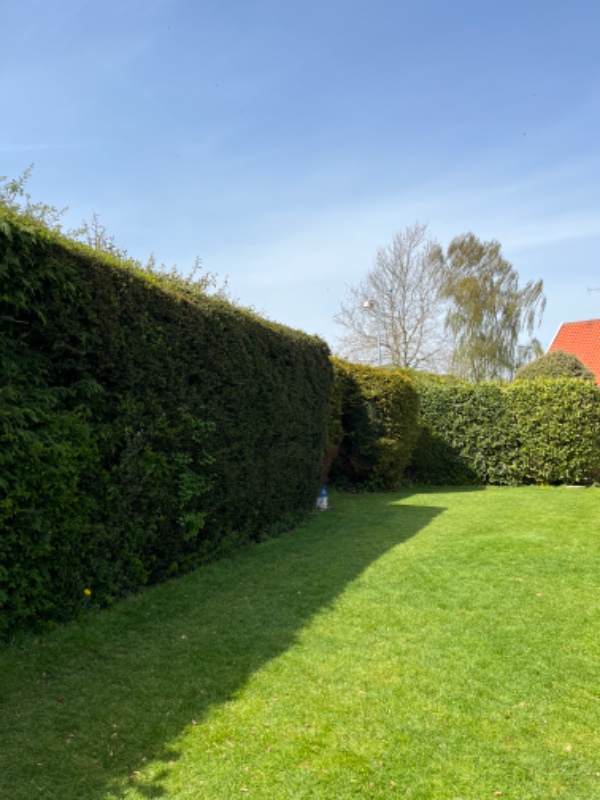 Hækklipning 70m total