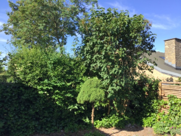 Klippe hæk, evt beskære syrenbusk