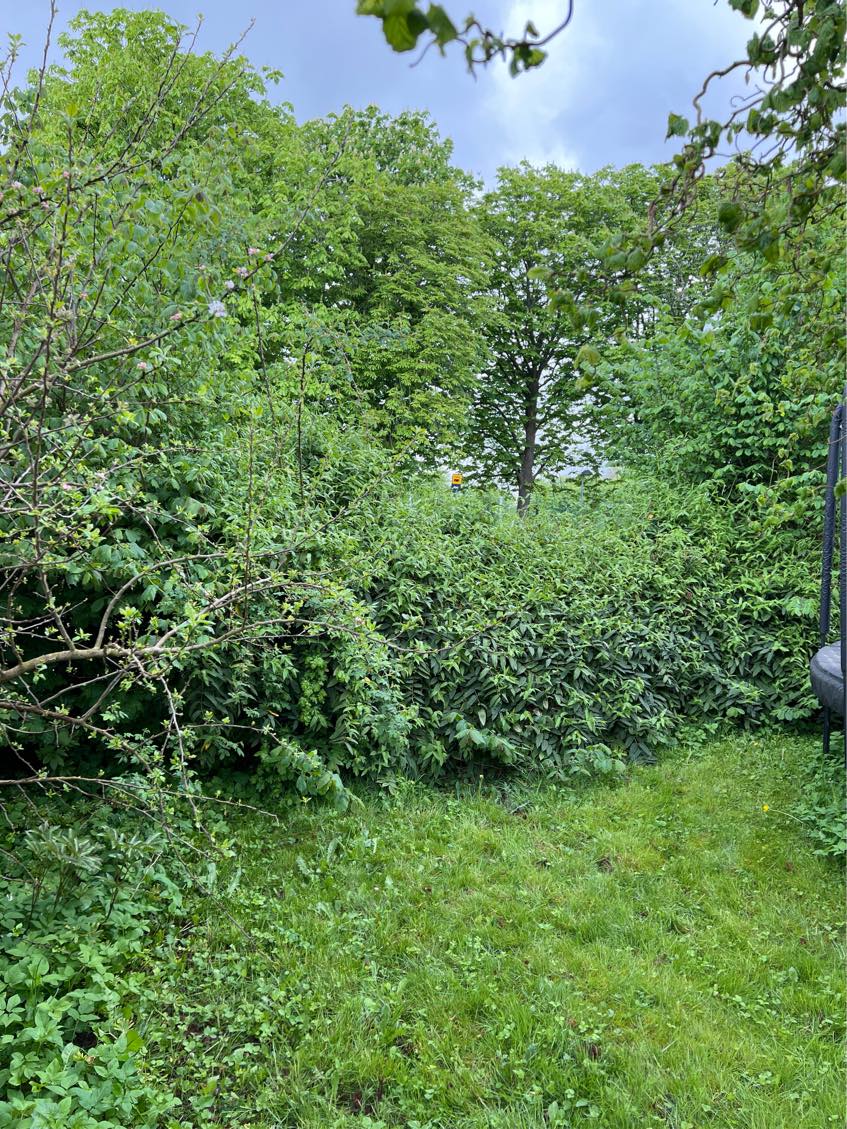 Klipning af hæk og bortskaffelse af haveaffaldet.