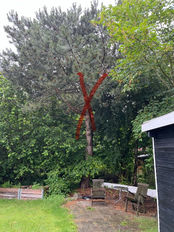 Fældning af træer og buske