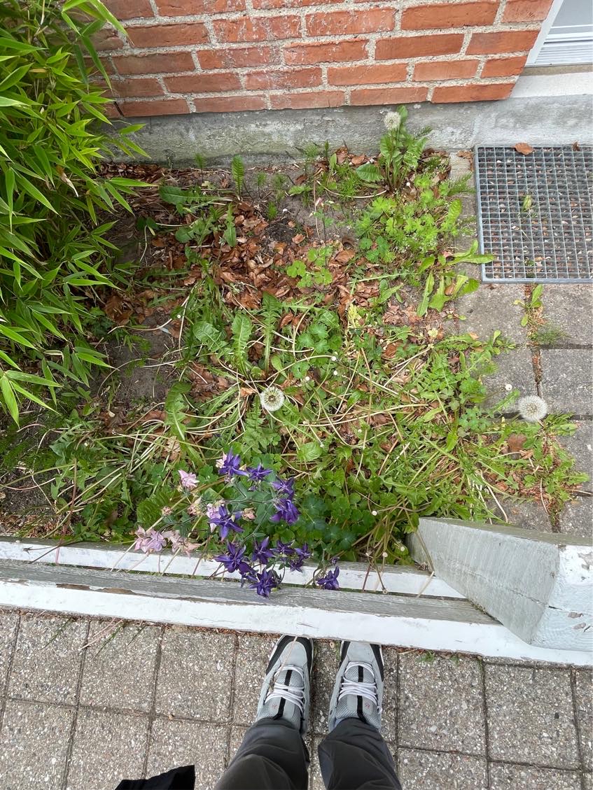 Hjælp til min jungle have