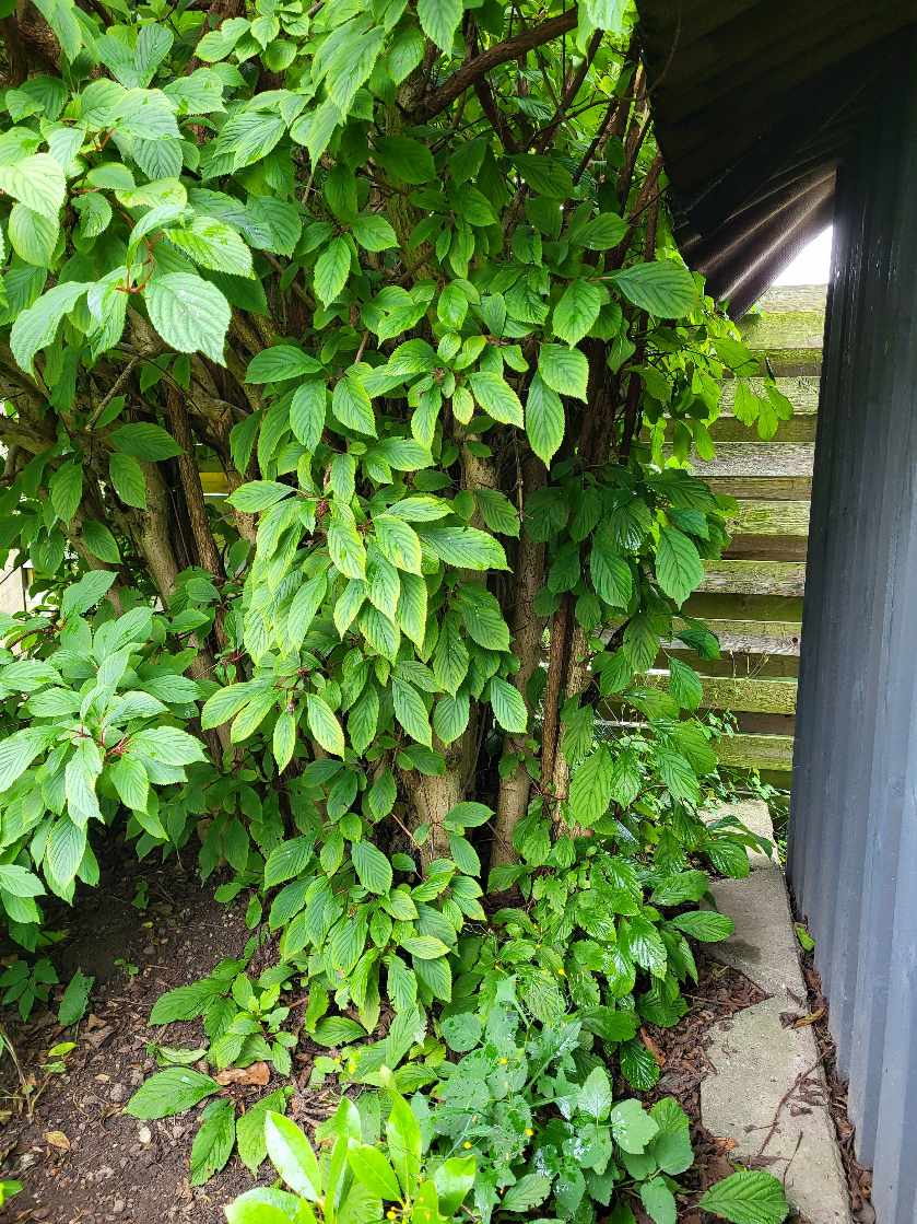 Bortfjernelse af træ