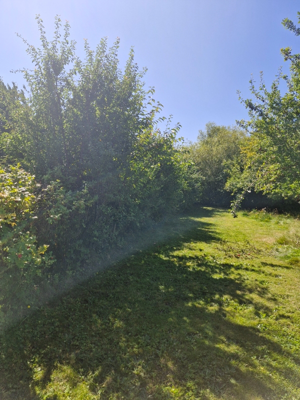 beskæring af buske, bortkørsel. installation af kanttråd og guidekabel til robotplæneklipper på sommerhusgrund på Bogø