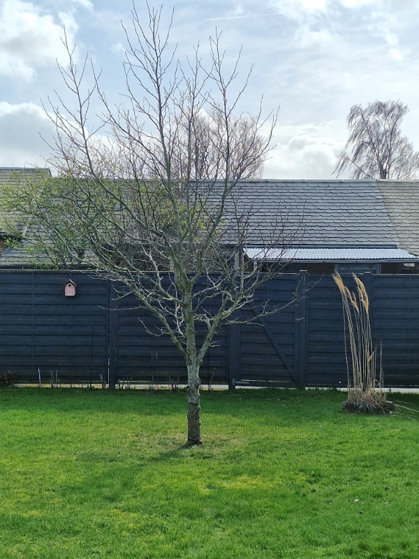 Beskæring af ambratræ