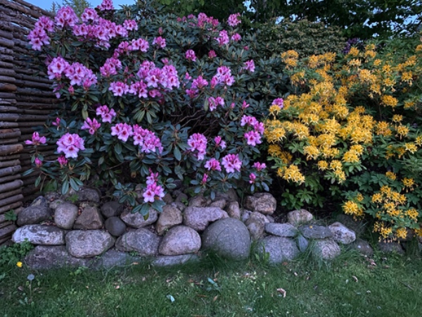 Fjernelse og nivellering af rødder