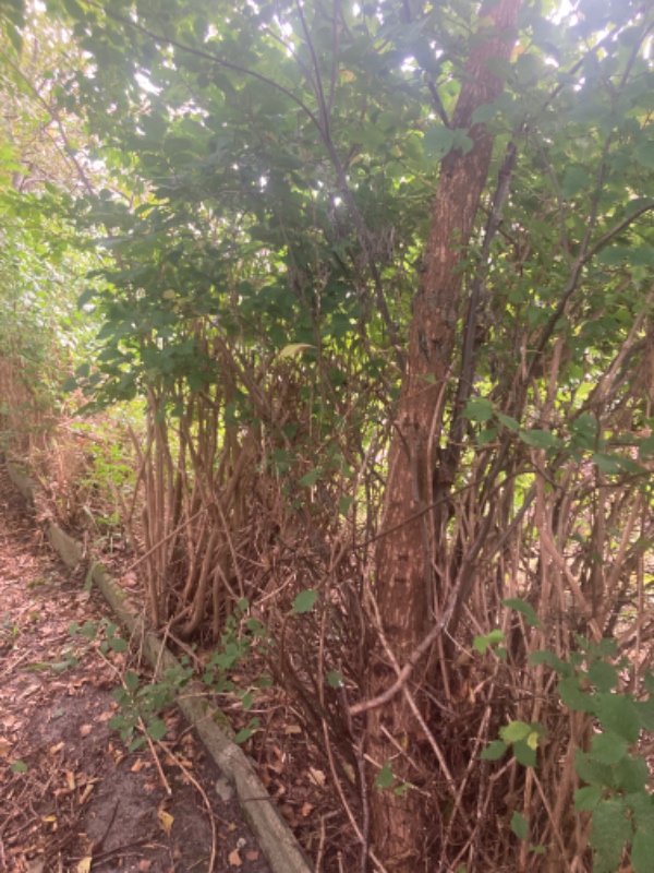 Fjerne buske og 11 små træer