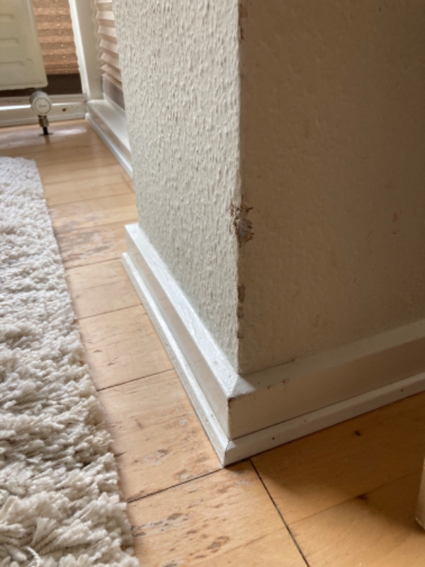 Tapetskader, dyrebid