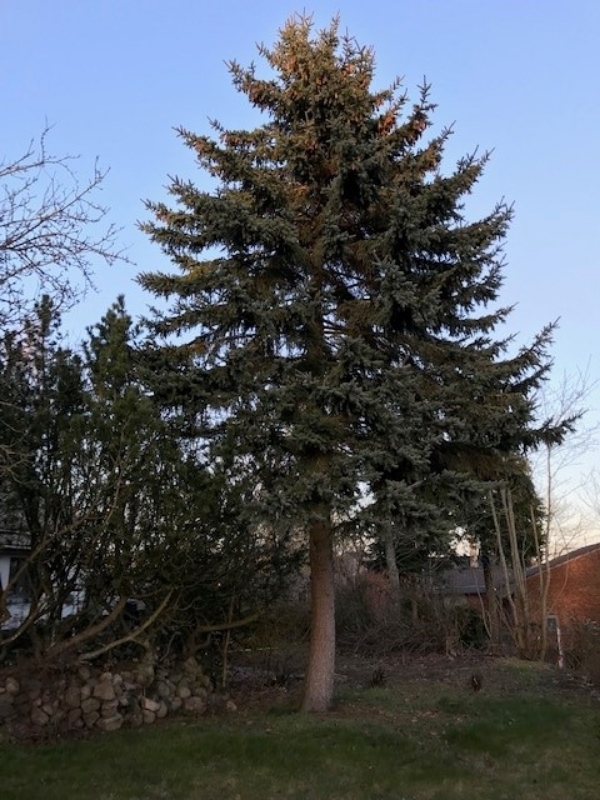 beskæring af ca. 10 - 12 grene på grantræ
