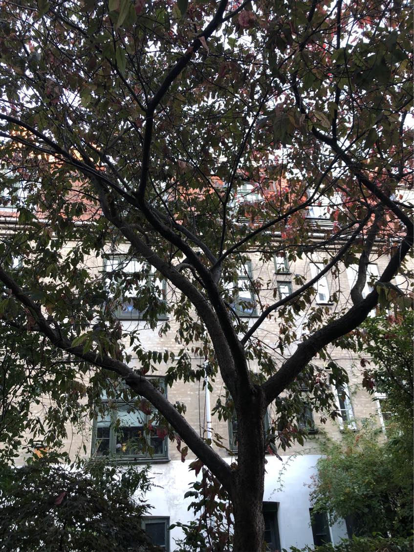 Fældet et stort kirsebærtræ i baghaven