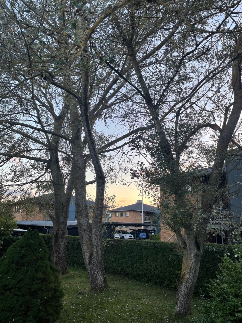 Fældning/beskæring af 5 træer