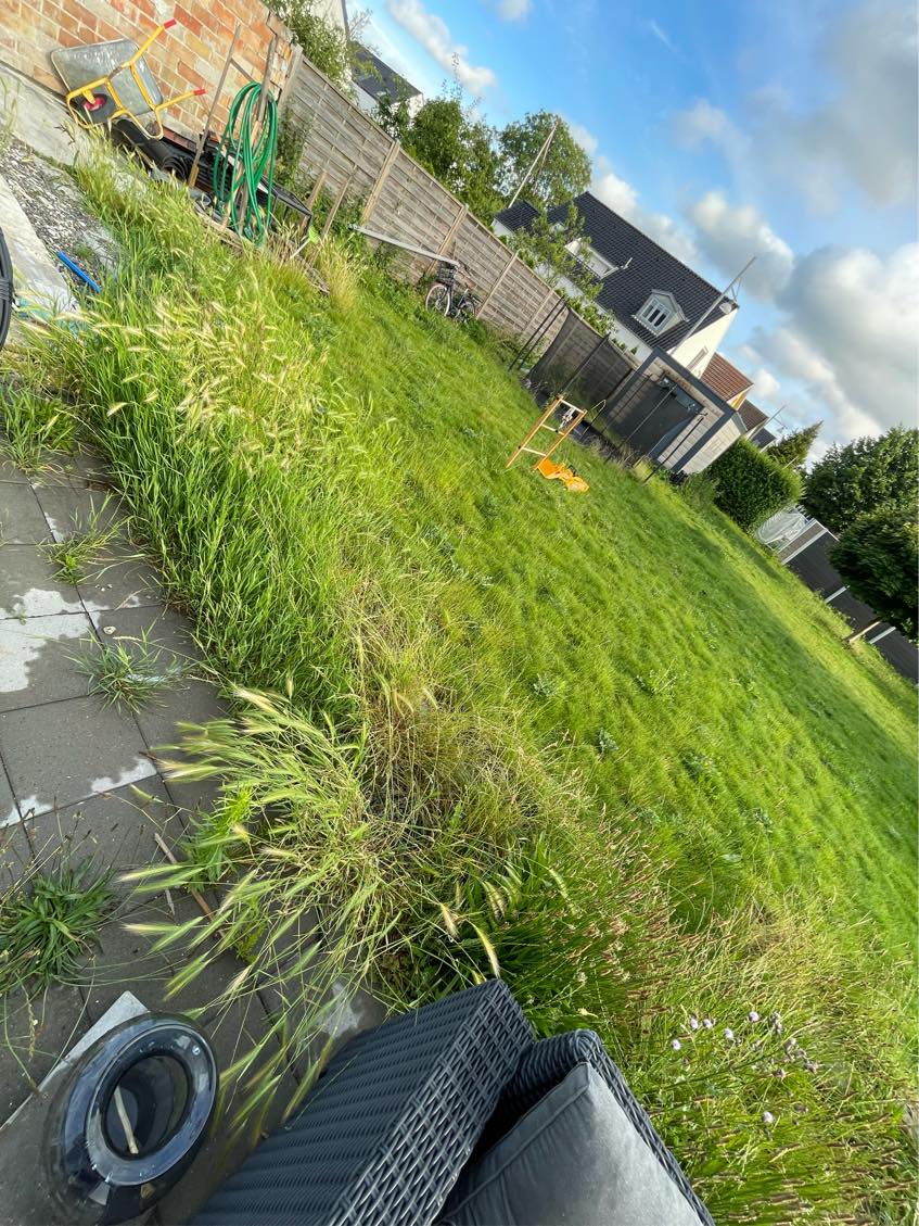 Ukrudtsfjernelse i forsømt have