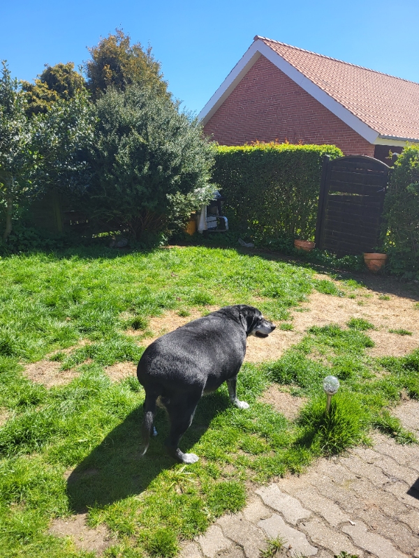lidt bort skaffelse møble og lidt små ting få styr på lille rækkehushave rensning havelåge