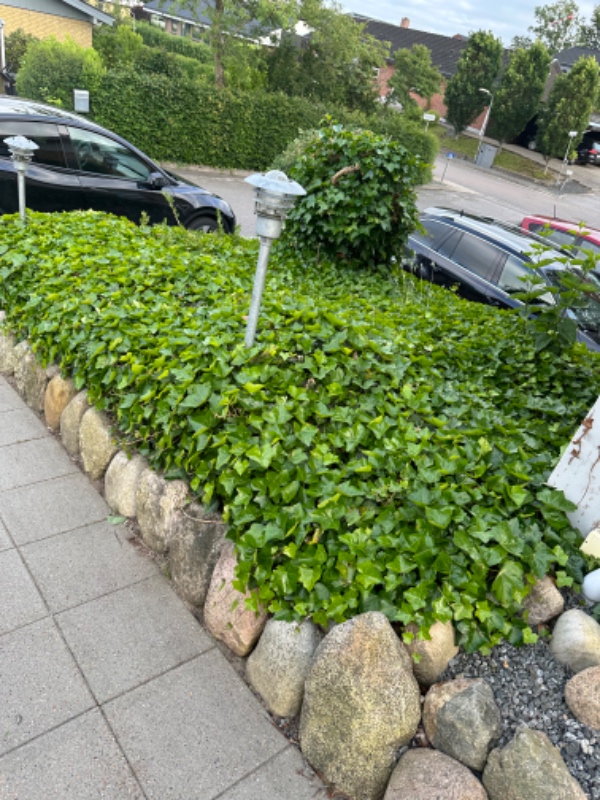 Hækklipning og fjernelse af haveaffald