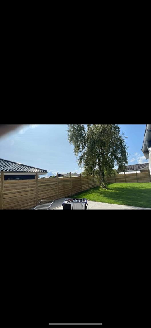 Bud ønskes på beskæring af birketræ