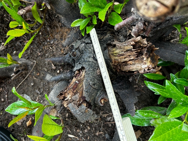 Stubfræsning af flere træstubbe