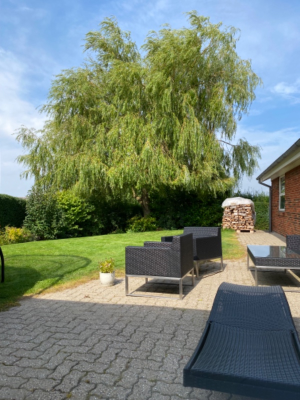 Fældning af et stort piletræ