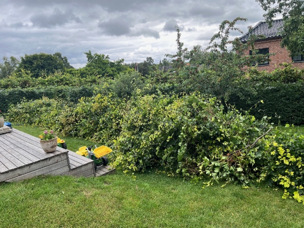 Bortskaffelse af bøgehæk beskæring