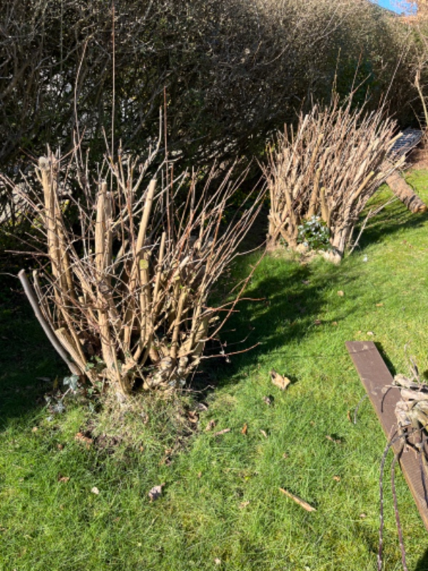 Søger person med stubfræser til at fjerne 3 store rødder